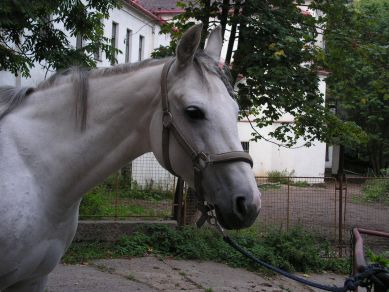 Fialky hlava.jpg